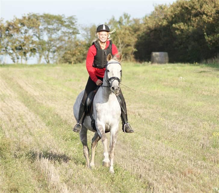 Pinto Araber Lauge's Candyfloss - Candy&Simone, den første marktur, September 2009. Billedet er taget af Melanie. billede 1