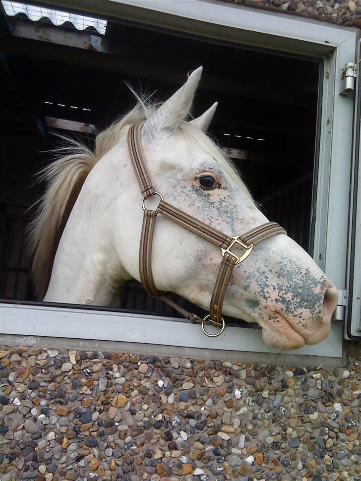 Anden særlig race LAIKA <3  -  HimmelHesten :´( - Velkommen til Laikas profil.. Smid endelig en lille hilsen eller en stemme, når du er her.. ;) billede 1