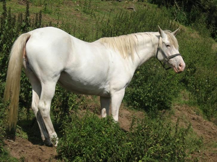 Anden særlig race LAIKA <3  -  HimmelHesten :´( - Laika nyder solen, efter en go ridetur .. Hihi billede 2