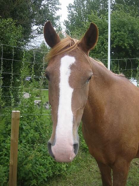 Anden særlig race | Fie † 2005 †  «3  billede 9