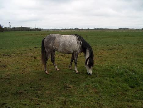 Anden særlig race Teilmandsmindes Sharocko†14.05.2012† - da jeg lige have købet ham..  billede 1