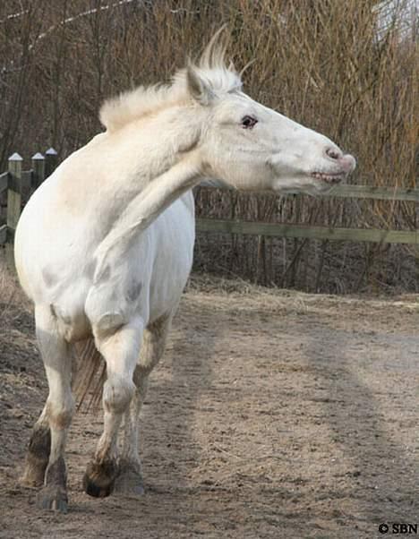 Appaloosa Coco - Løs på ridebanen. Marts. billede 2