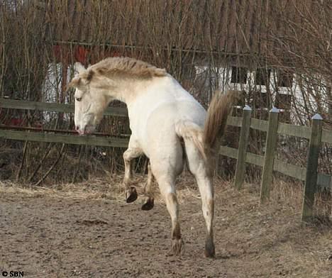 Appaloosa Coco - Løs på ridebanen. Marts. billede 3