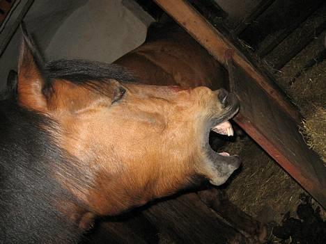 New Forest Fanny || Gammel part :( billede 19