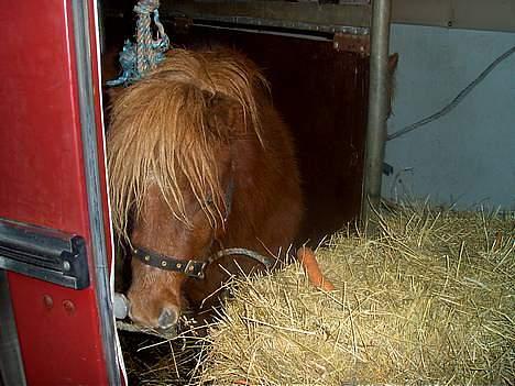 Anden særlig race Martin  - man kan da altid lige stike hovedet ud og hilse på 8) billede 3