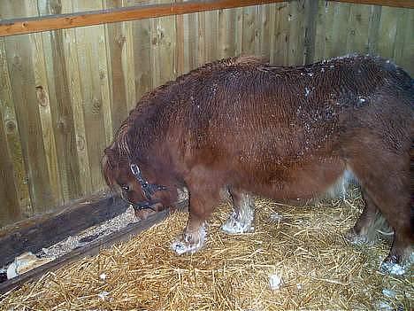 Anden særlig race Martin  - al den kolde sne gør en sulteeeen : |  billede 5