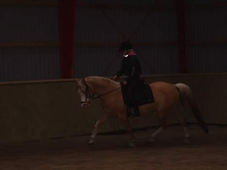 Palomino Shulay Gold 'n' Silver  - Silver i trav, også lige i starten. billede 9