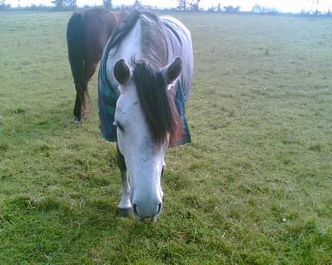 Anden særlig race Teilmandsmindes Sharocko†14.05.2012† - jeg kommer efter dig! billede 6