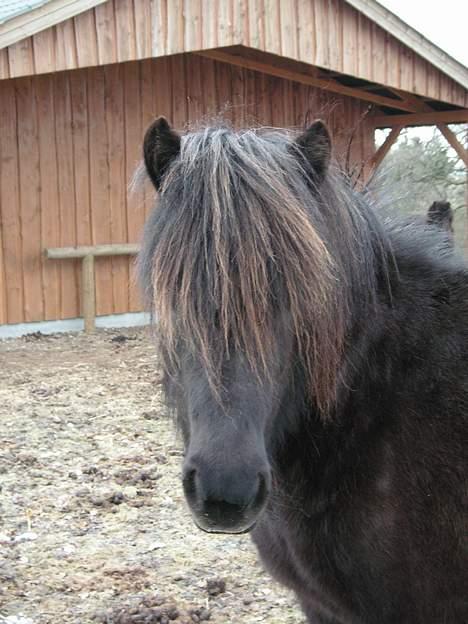 Islænder Perla billede 14