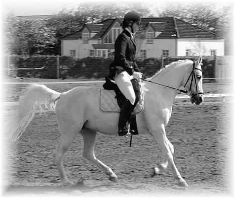 Arabisk fuldblod (OX) Chena OX 1920 *DØD †* - Bylderup Bov, maj 2006 -> LC3 billede 17