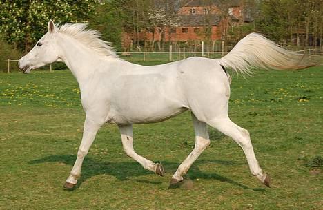 Arabisk fuldblod (OX) Chena OX 1920 *DØD †* - D. 27.04.2007 billede 18