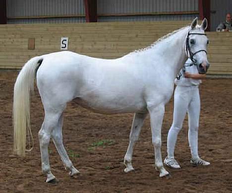 Arabisk fuldblod (OX) Chena OX 1920 *DØD †* - Kåring, september 2004 billede 19