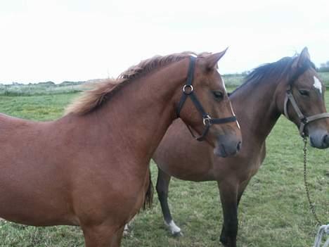 Connemara Skærgårdens Mc. SOLGT - Mc. Night på sommergræs, 2 år gammel billede 4