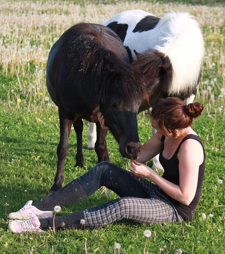 Shetlænder | kærholms  Fie «3  - Sommer 2011 :P  billede 20