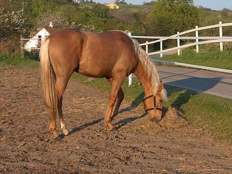 Palomino Sangravgård's Donovan billede 7