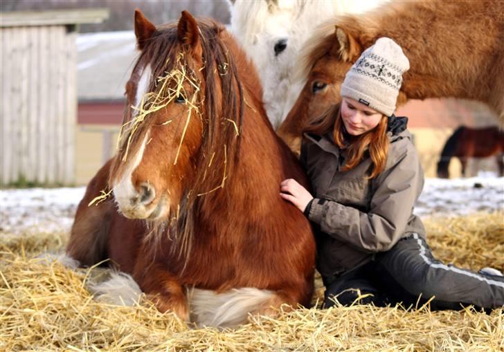 Irish Cob SPIRIT - Souls in Harmony <3 Foto: Lykke billede 3