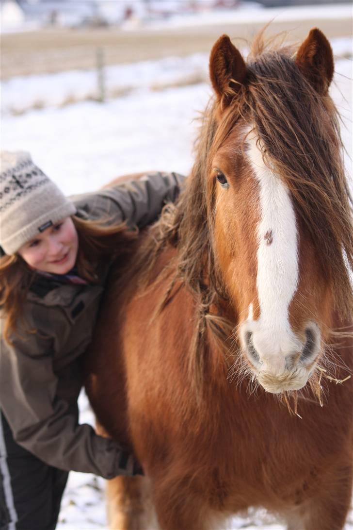 Irish Cob SPIRIT - Spirit og jeg på trænnings-weekend, på Paradisgården <3 Foto: Lykke billede 4