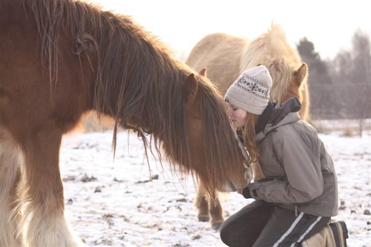 Irish Cob SPIRIT - My first love, My first flame, My greatest treasure <3 Foto: Lykke billede 6