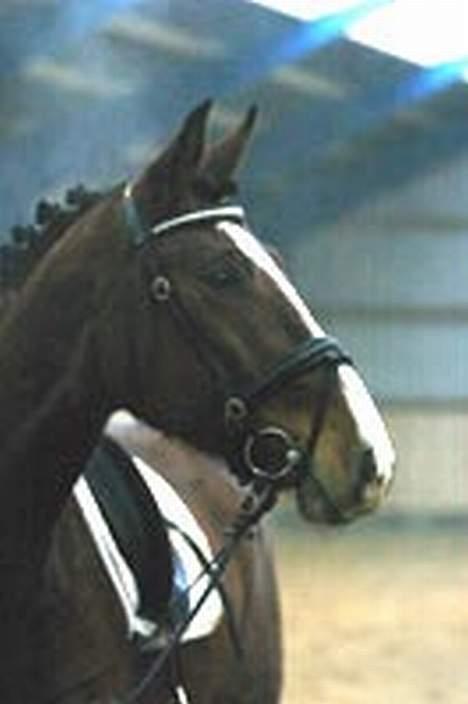 Dansk Varmblod Bailey *SOLGT* - Jeg stiller mig lige her i profil mor;) billede 4