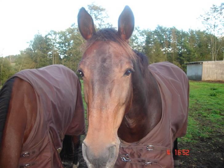 Anden særlig race Chamaine *SOLGT* - Hej mor... billede 1