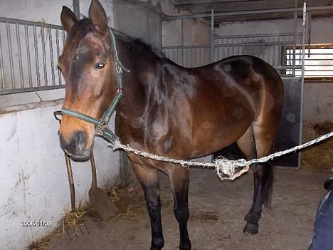 Anden særlig race Chamaine *SOLGT* - træt efter en time billede 2