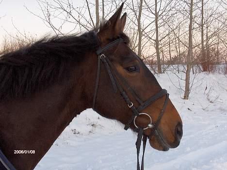 Anden særlig race Chamaine *SOLGT* - nøjj billede 3