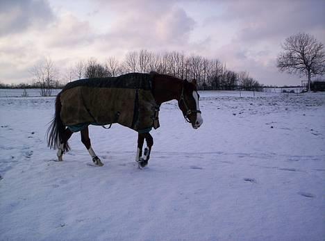 Dansk Varmblod Kado - Kado nyder vinter og sne... billede 2