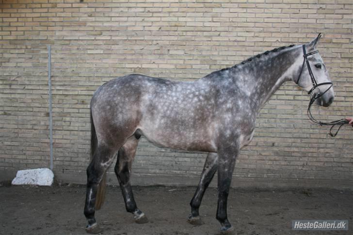 Dansk Varmblod Roselundens Abu (SOLGT) - 6 år billede 12