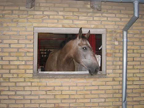Dansk Varmblod Roselundens Abu (SOLGT) billede 13