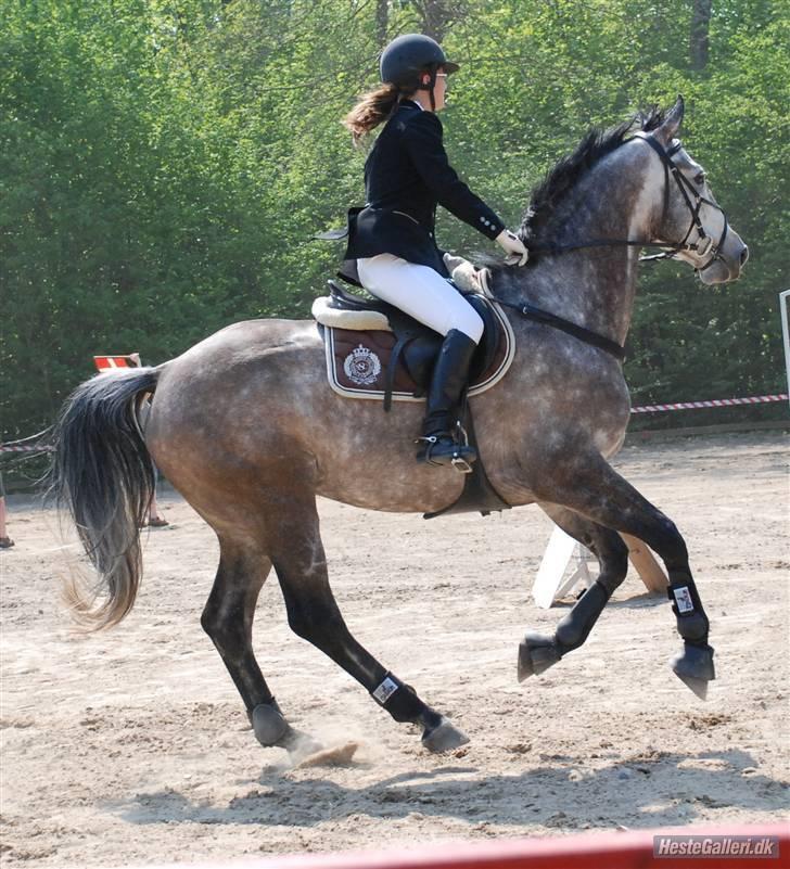 Dansk Varmblod Roselundens Abu (SOLGT) billede 17