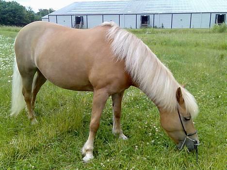 Haflinger Provence - Provence er lige kommet tilbage fra sommergræs:) lidt tyk er hun blevet hehe billede 13