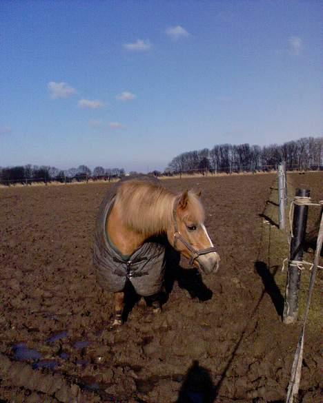 Haflinger Provence - Provence slapper af på folden  billede 14