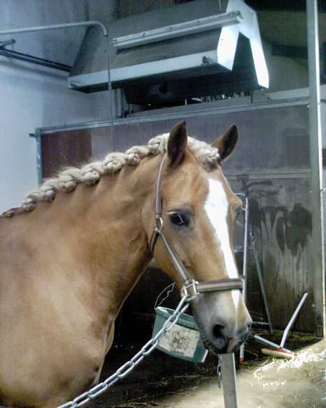 Haflinger Provence - Provence er lige blevet flettet op til stævne billede 15