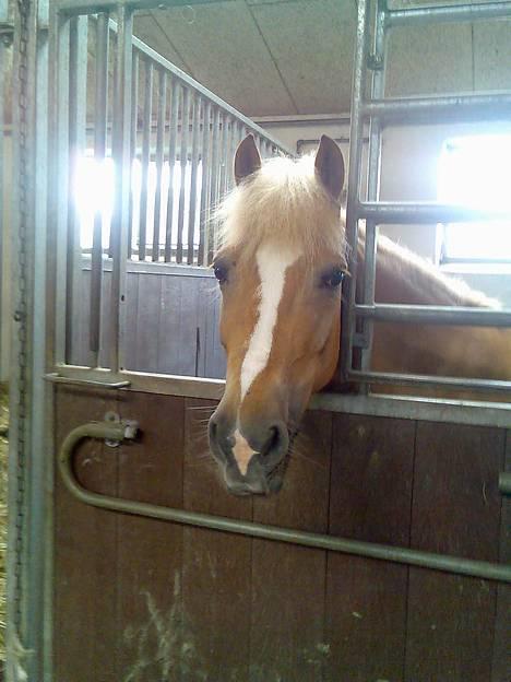 Haflinger Provence - er hun ikke nuttet billede 16