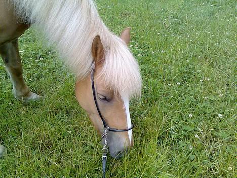 Haflinger Provence - se hvor fin jeg er billede 17