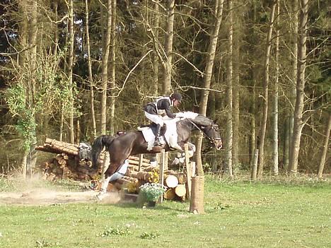 Pinto Indy (Thor)..-Solgt- - Military stævne i Haslev.. billede 3