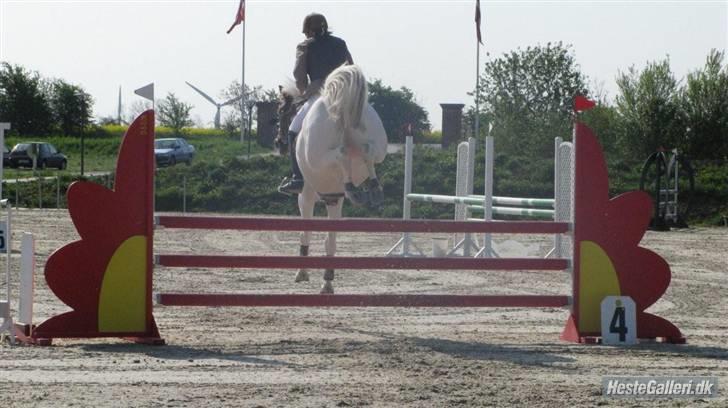 Pinto Lipton SOLGT - Stævne på Middelfart (: Foto: Marie-Louise F. R. billede 17