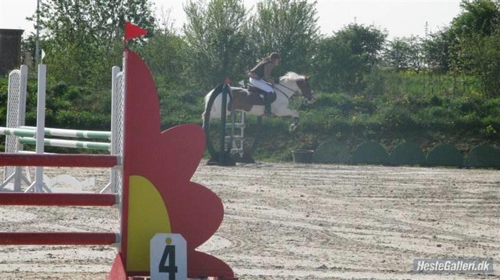 Pinto Lipton SOLGT - Stævne på Middelfart (: Foto: Marie-Louise F. R. billede 18