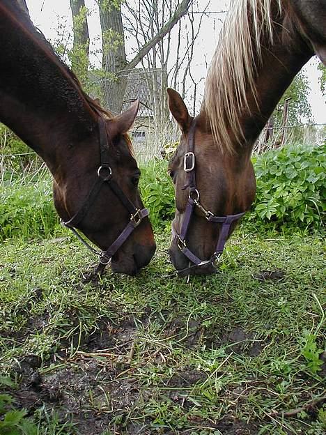 Anden særlig race Cherie > død 30.okt.< - Cherie og Denise =D (Cherie til venstre og Denise til Højre)  billede 18