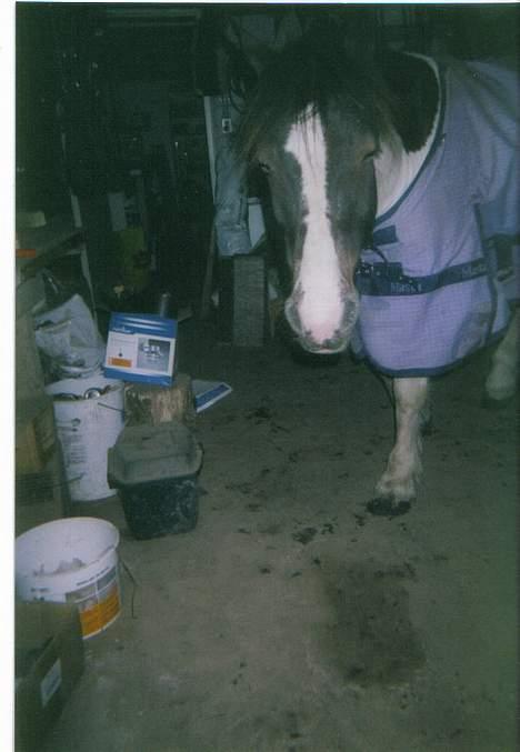 Tinker Frederik (Solgt) - Frederik i stalden.. (Ved godt det er synd han har lukket øjne..) billede 19