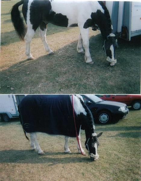 Tinker Frederik (Solgt) - Frederik før klubmesterskaberne.. Sorry hele hans ryg ikk er med.. billede 20