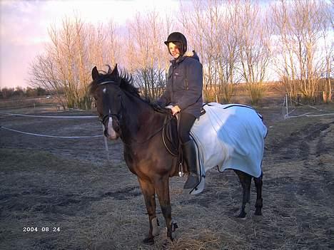 Hollandsk Sportspony Mark solgt (efterlyses) - Mark & Line billede 17