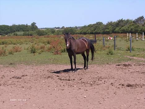 Hollandsk Sportspony Mark solgt (efterlyses) - D 16/7-06 ; Han er lige kommet , og han klare det rigtigt flot billede 18
