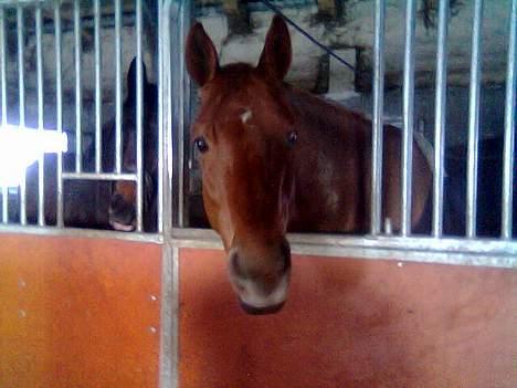 Dansk Varmblod Azarro Z RIP - Hei:-D billede 5