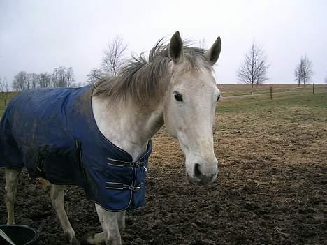 Dansk Varmblod Vennelunds Nala *R.I.P* - Nala på folden. april 2006 FOTO: Helle eller Line billede 3
