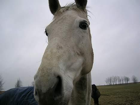 Dansk Varmblod Vennelunds Nala *R.I.P* - Nala er meget intreseret i det vi laver! :) april 2006 FOTO: Line billede 5