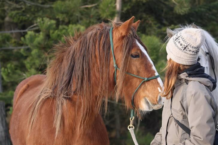 Irish Cob SPIRIT - Spirit og jeg på vinter-tur :D Foto: Lykke billede 8