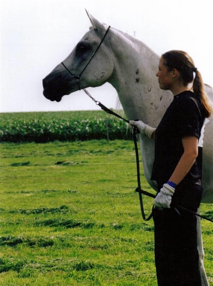 Arabisk fuldblod (OX) Faisal ox 1700 - Salle og mig til show :) billede 2