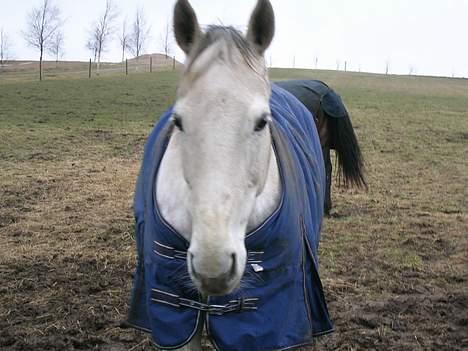 Dansk Varmblod Vennelunds Nala *R.I.P* - april 2006 FOTO: Helle eller Line billede 6