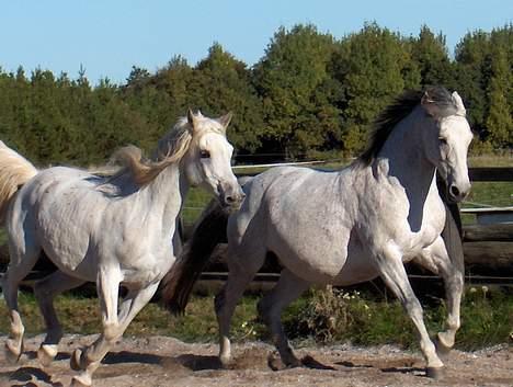 Arabisk fuldblod (OX) Faisal ox 1700 - Faisal til venstre og hans gode veninde Mon Cherie forrest... foto: Marlene Ølgod billede 4